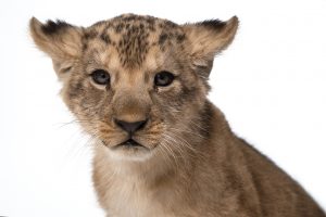 Lev berberský (Panthera leo leo)_DSC9126-Edit